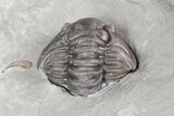 Wide, Enrolled Flexicalymene Trilobite In Shale - Ohio #67663-1